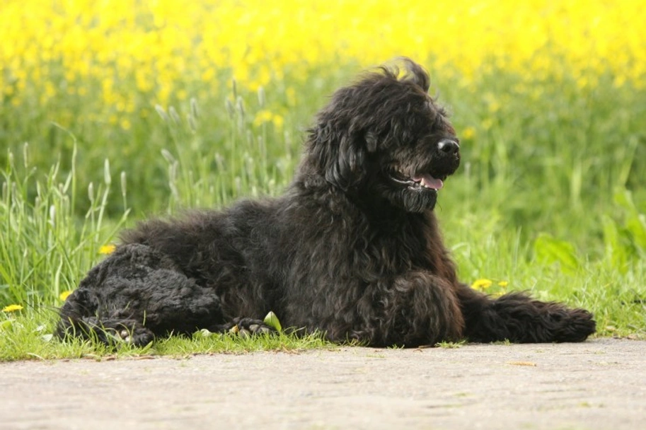 Portuguese Water Dog Dogs Breed - Information, Temperament, Size & Price | Lancaster Puppies