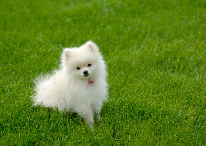 Pomeranian Dogs Breed - Information, Temperament, Size & Price | Pets4Homes