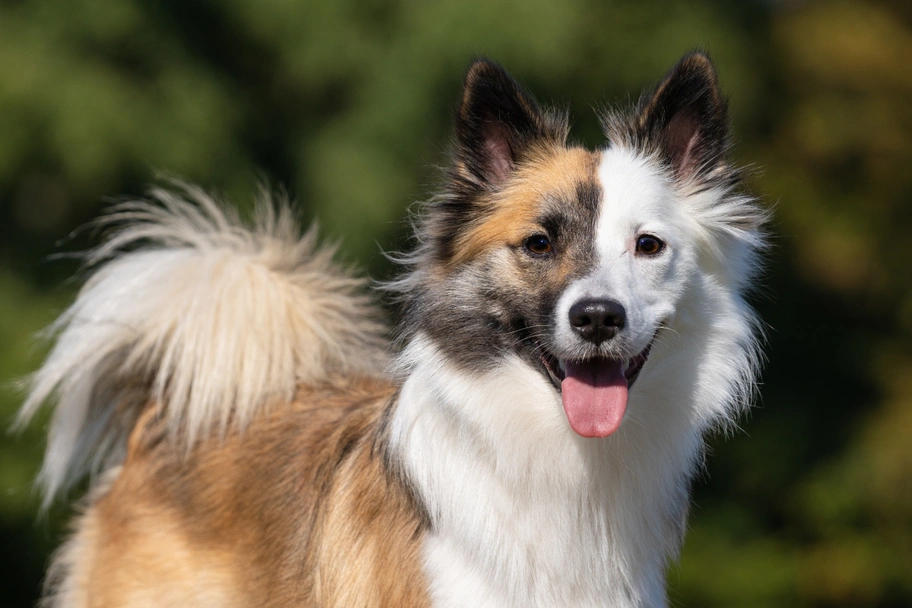 Pastor Islandés Dogs Raza - Características, Fotos & Precio | MundoAnimalia