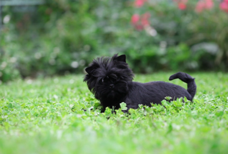 Affenpinscher Dogs Breed - Information, Temperament, Size & Price | Pets4Homes
