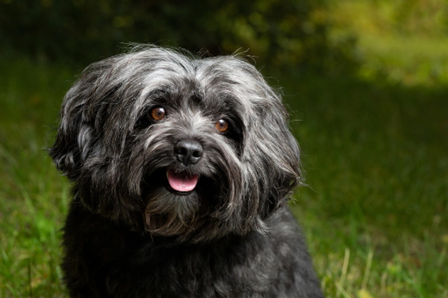 Bolonka Zwetna Dogs Ras: Karakter, Levensduur & Prijs | Puppyplaats