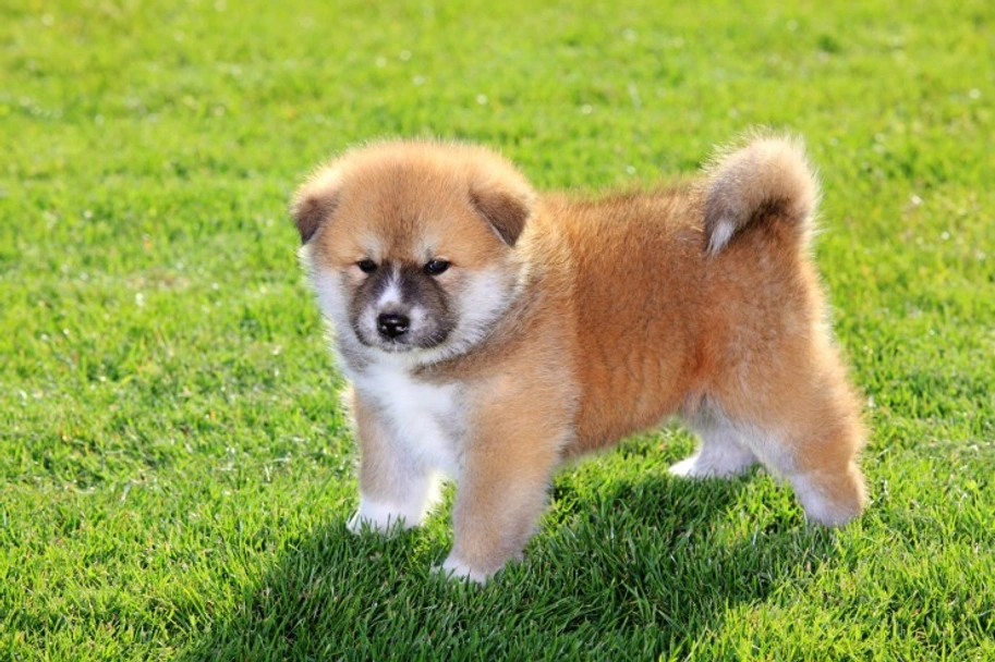 Japanese Akita Inu Dogs Breed - Information, Temperament, Size & Price | Pets4Homes
