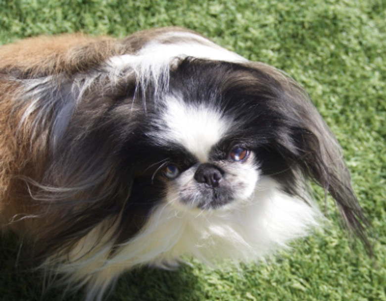 Pekingees Dogs Ras: Karakter, Levensduur & Prijs | Puppyplaats