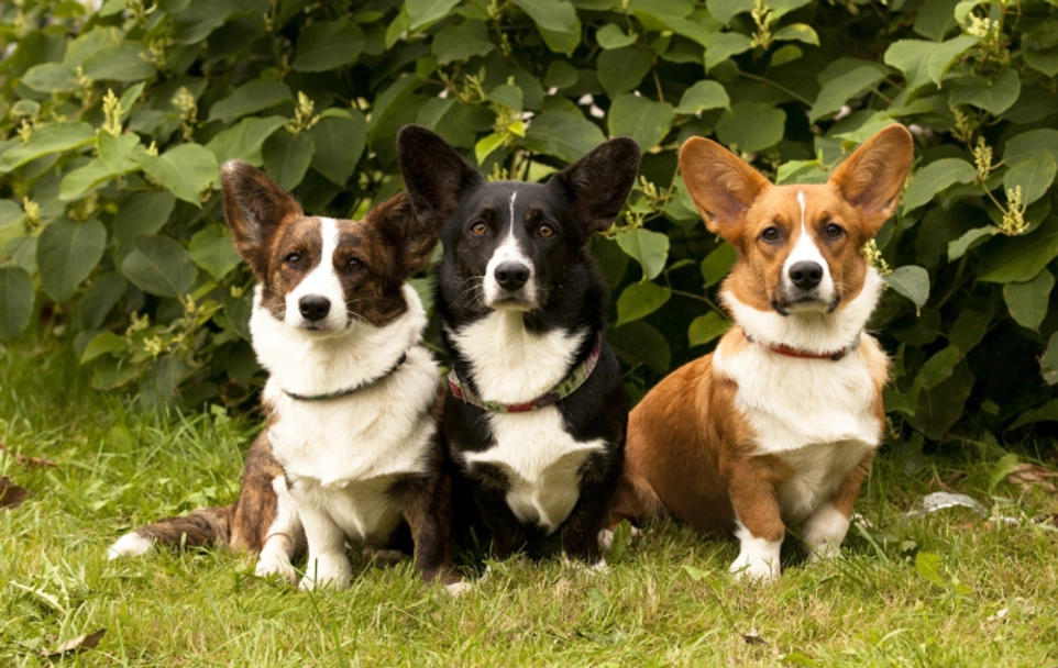 Welsh Corgi Cardigan Dogs Breed - Information, Temperament, Size & Price | Lancaster Puppies