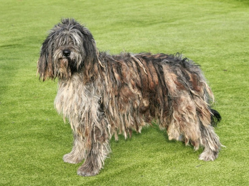 Bergamasco Dogs Ras: Karakter, Levensduur & Prijs | Puppyplaats
