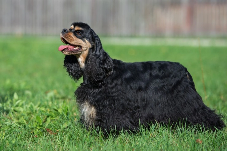 Cocker Americano Dogs Razza - Prezzo, Temperamento & Foto | AnnunciAnimali