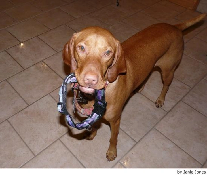 Vizsla korthaar Dogs Ras: Karakter, Levensduur & Prijs | Puppyplaats