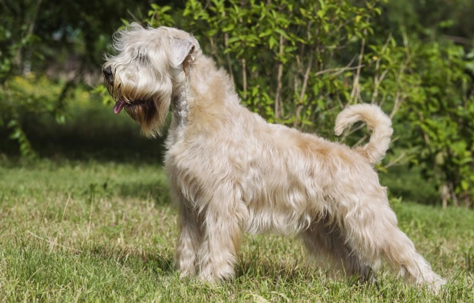 Irish Soft Coated Wheaten Terrier Dogs Raza - Características, Fotos & Precio | MundoAnimalia