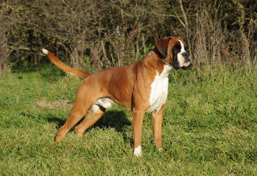Boxer Dogs Breed - Information, Temperament, Size & Price | Pets4Homes