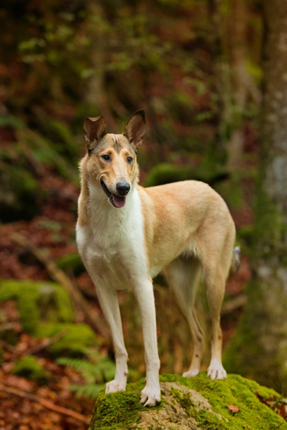 Schotse Herdershond korthaar Dogs Ras: Karakter, Levensduur & Prijs | Puppyplaats