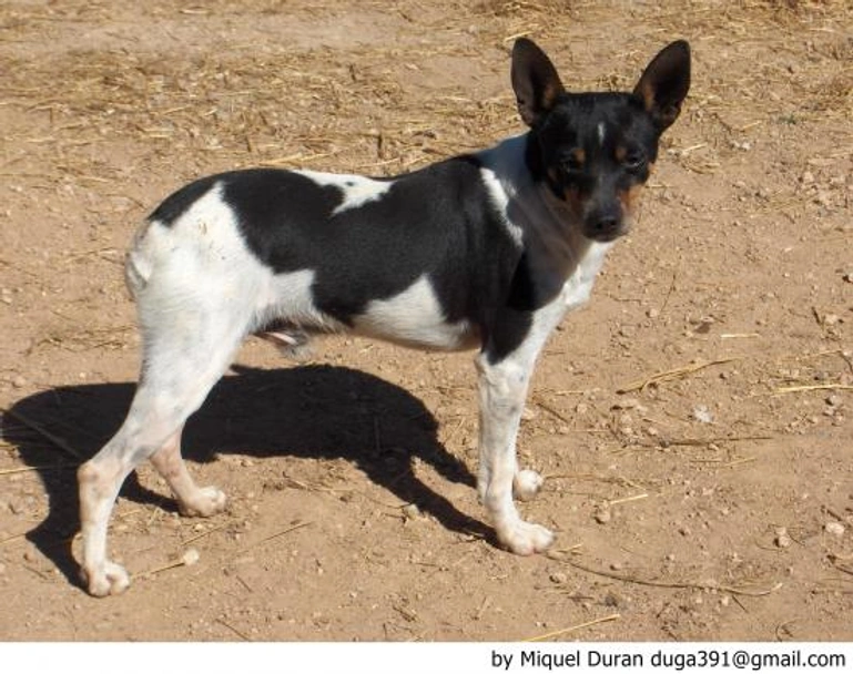 Ca Rater Mallorquí Dogs Raza - Características, Fotos & Precio | MundoAnimalia