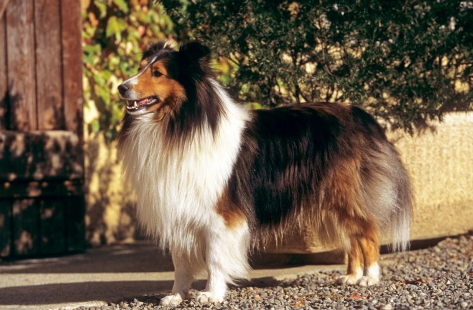 Shetland Sheepdog Dogs Breed - Information, Temperament, Size & Price | Lancaster Puppies