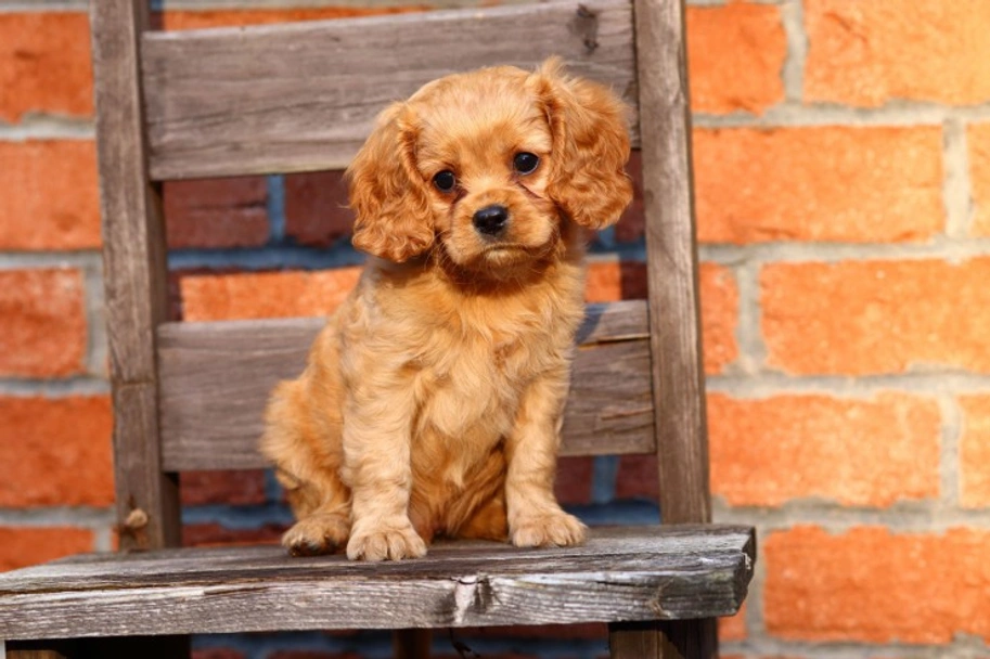 Cavapoo Dogs Breed - Information, Temperament, Size & Price | Lancaster Puppies