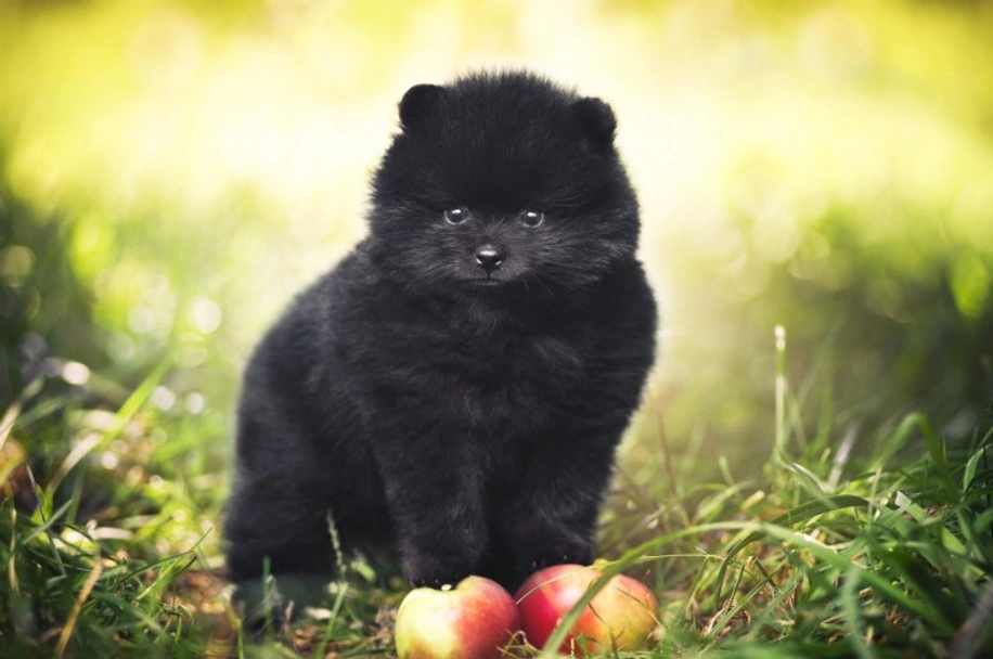 Pomeranian Dogs Breed - Information, Temperament, Size & Price | Pets4Homes