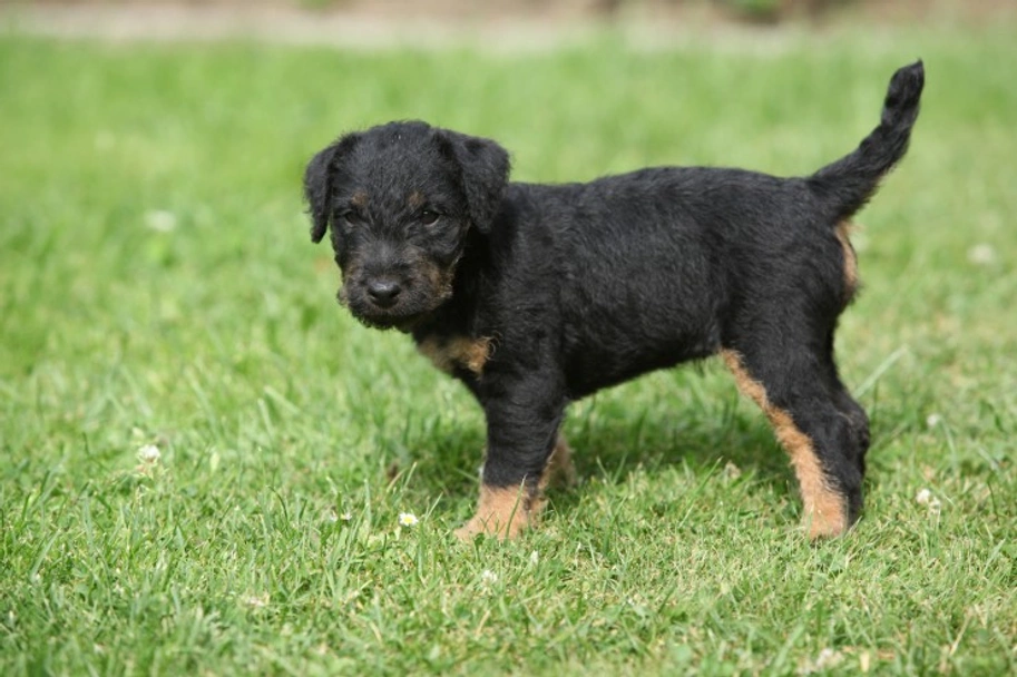 Jagdterrier Dogs Breed - Information, Temperament, Size & Price | Pets4Homes