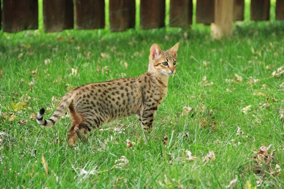 Savannah Cats Razza - Prezzo, Temperamento & Foto | AnnunciAnimali