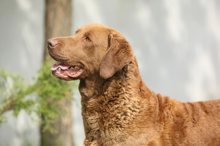 Chesapeake Bay Retriever Dogs Breed - Information, Temperament, Size & Price | Lancaster Puppies