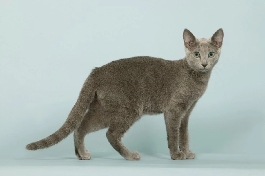 Azul Ruso Cats Raza - Características, Fotos & Precio | MundoAnimalia