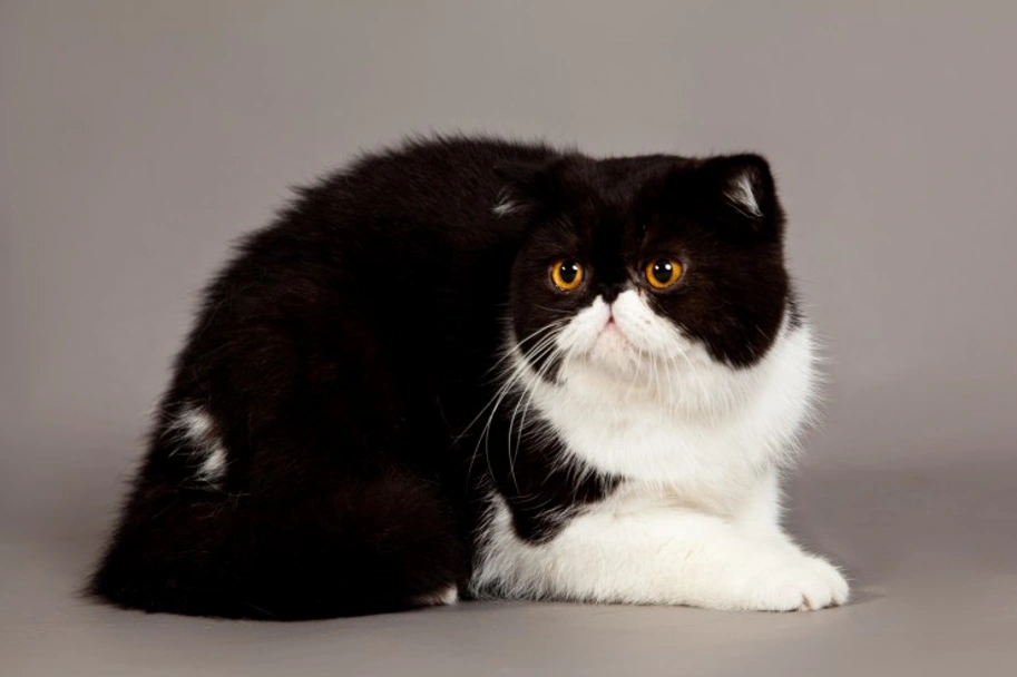 Exotic shorthair Cats Razza - Prezzo, Temperamento & Foto | AnnunciAnimali