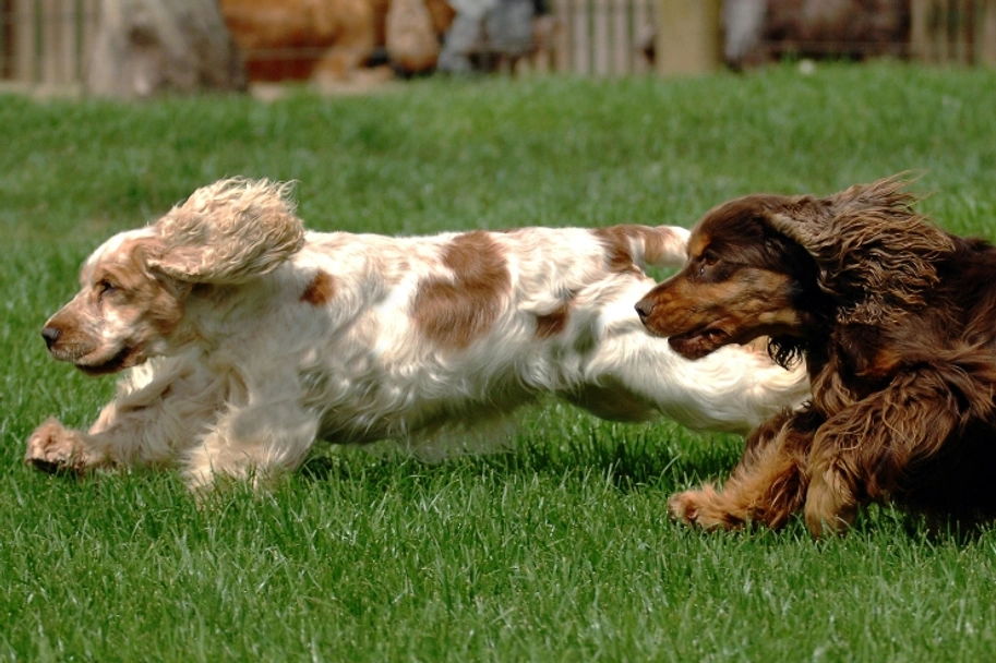 Cocker Spaniel Dogs Breed - Information, Temperament, Size & Price | Pets4Homes