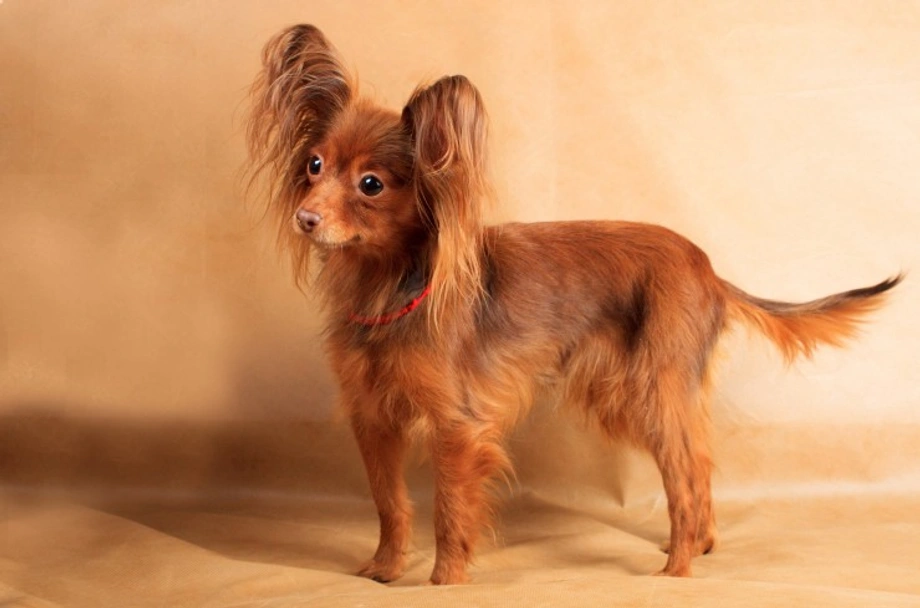 Russian Toy Terrier Dogs Breed - Information, Temperament, Size & Price | Lancaster Puppies