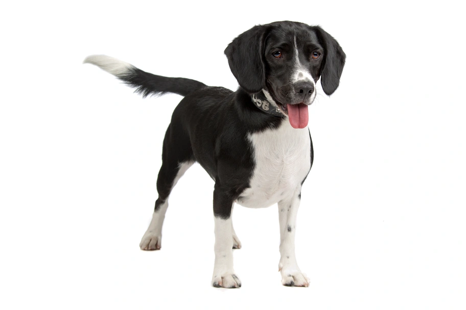 Bocker Dogs Breed - Information, Temperament, Size & Price | Pets4Homes