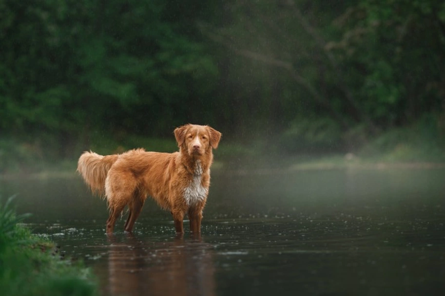 Nova Scotia Duck Tolling Retriever Dogs Breed - Information, Temperament, Size & Price | Lancaster Puppies