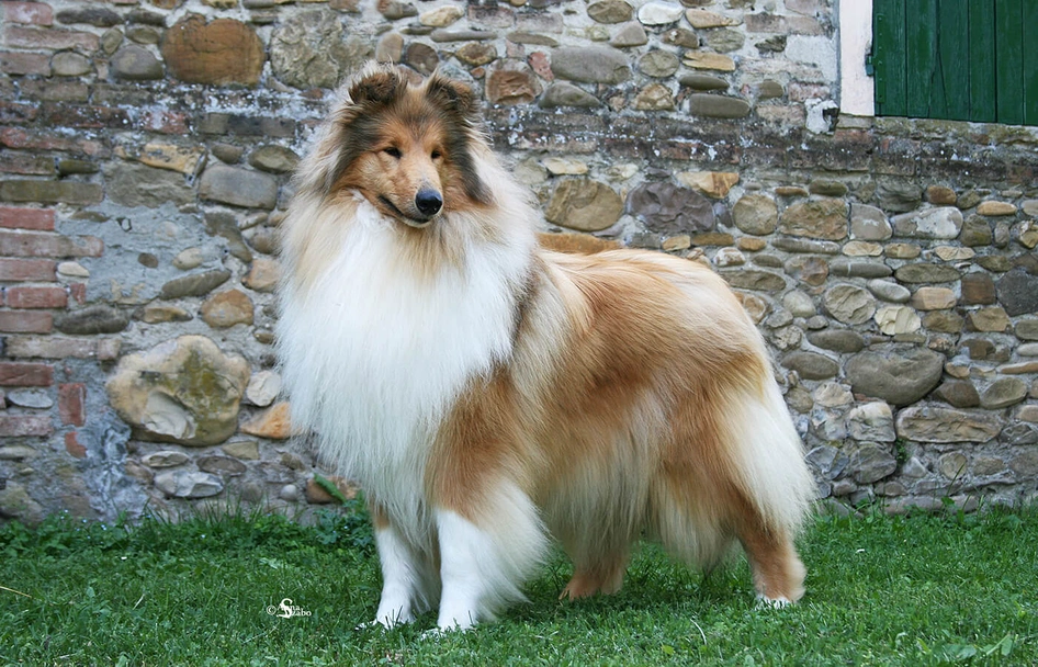 Pastore Scozzese Dogs Razza - Prezzo, Temperamento & Foto | AnnunciAnimali