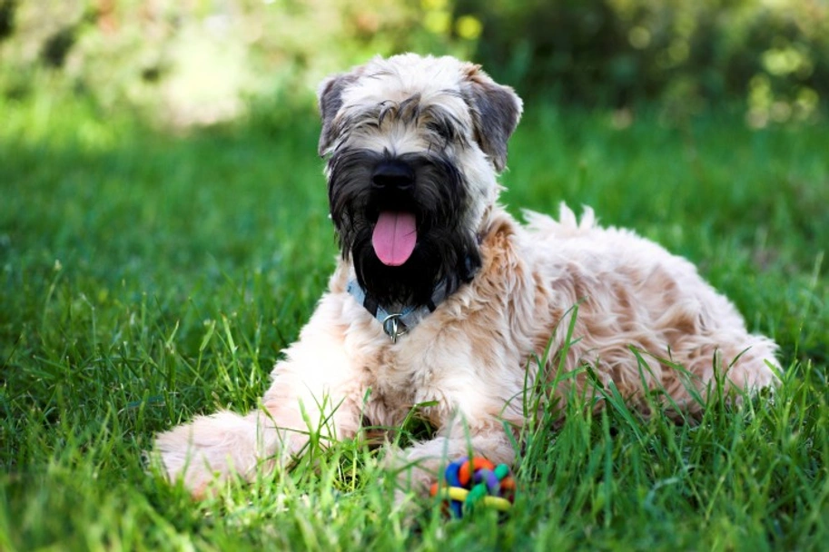 Irish Soft Coated Wheaten Terrier Dogs Raza - Características, Fotos & Precio | MundoAnimalia