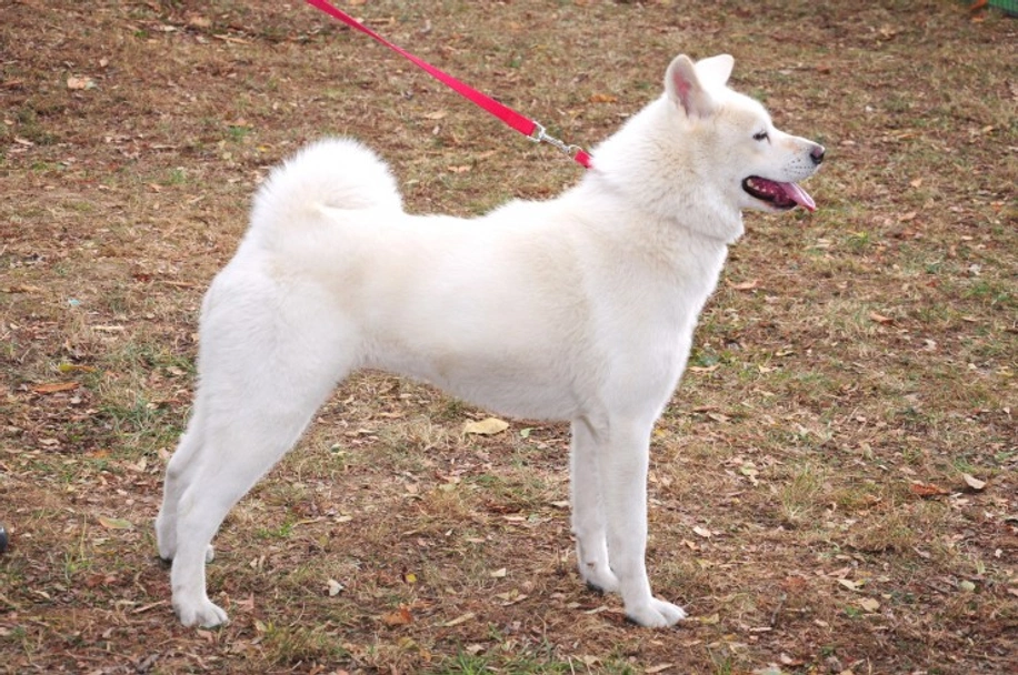 Japanese Akita Inu Dogs Breed - Information, Temperament, Size & Price | Pets4Homes