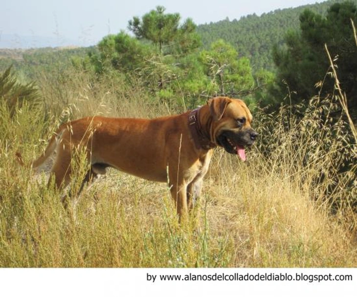 Alano Español Dogs Raza - Características, Fotos & Precio | MundoAnimalia
