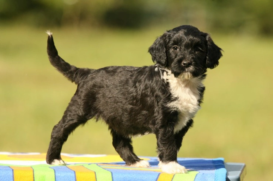 Portuguese Water Dog Dogs Breed - Information, Temperament, Size & Price | Lancaster Puppies