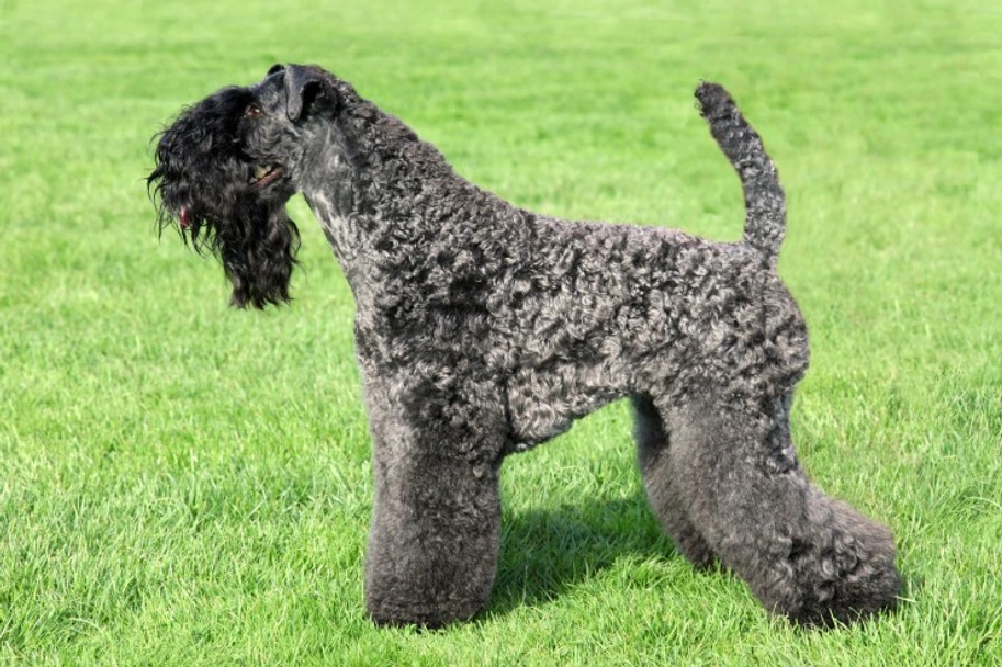 Kerry Blue Terrier Dogs Breed - Information, Temperament, Size & Price | Lancaster Puppies