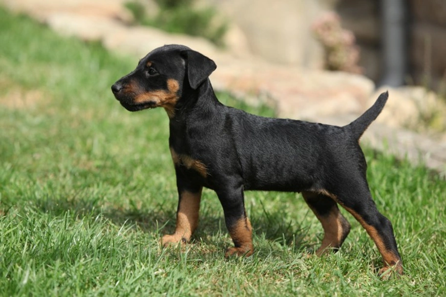 Jagdterrier Dogs Breed - Information, Temperament, Size & Price | Pets4Homes