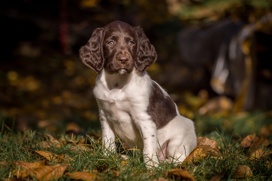 Heidewachtel Dogs Ras: Karakter, Levensduur & Prijs | Puppyplaats
