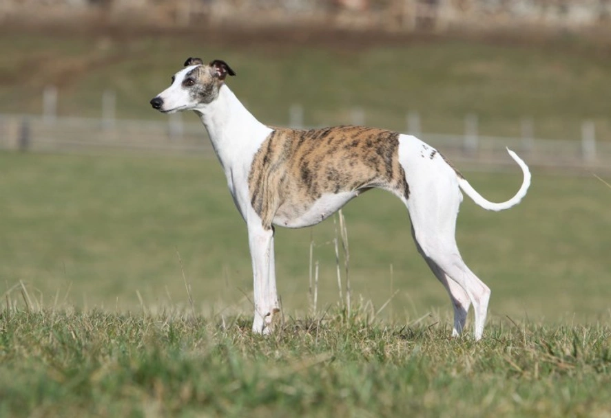 Whippet Dogs Breed - Information, Temperament, Size & Price | Pets4Homes