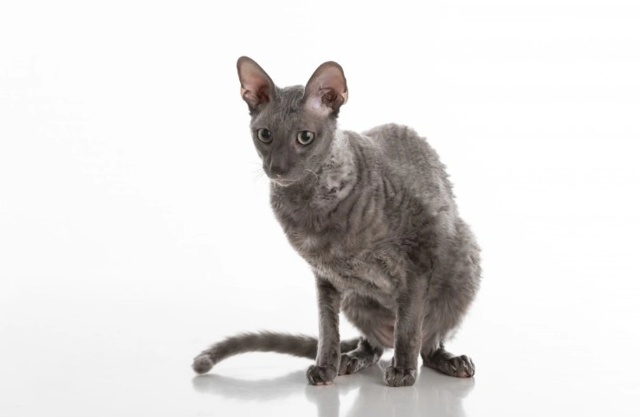 Cornish Rex Cats Razza - Prezzo, Temperamento & Foto | AnnunciAnimali