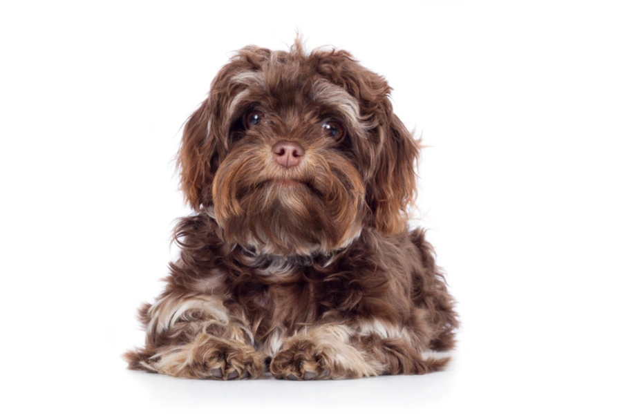 Bolonka Zwetna Dogs Ras: Karakter, Levensduur & Prijs | Puppyplaats