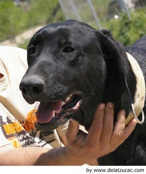 Ca de Bestiar - Perro de Pastor Mallorquín Dogs Raza - Características, Fotos & Precio | MundoAnimalia