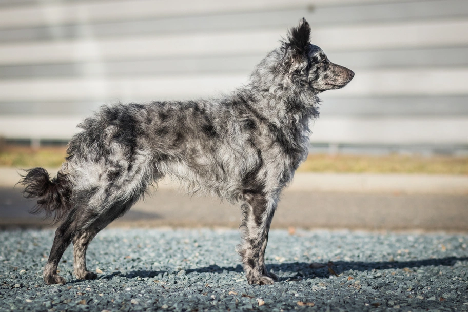 Mudi Dogs Raza - Características, Fotos & Precio | MundoAnimalia