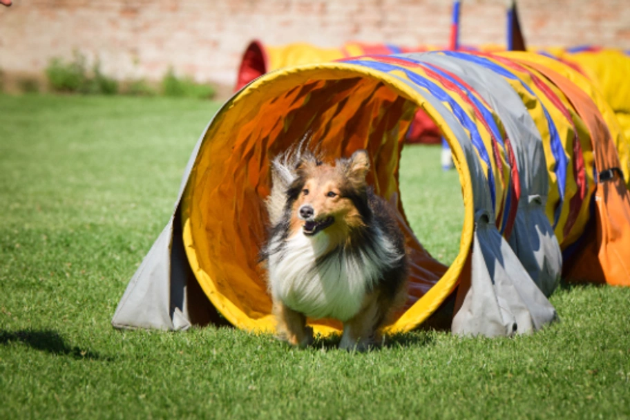 Shetland Sheepdog Dogs Breed - Information, Temperament, Size & Price | Lancaster Puppies