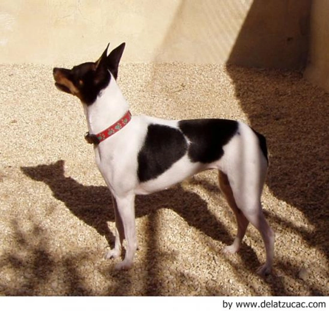 Gos Rater Valencià Dogs Raza - Características, Fotos & Precio | MundoAnimalia