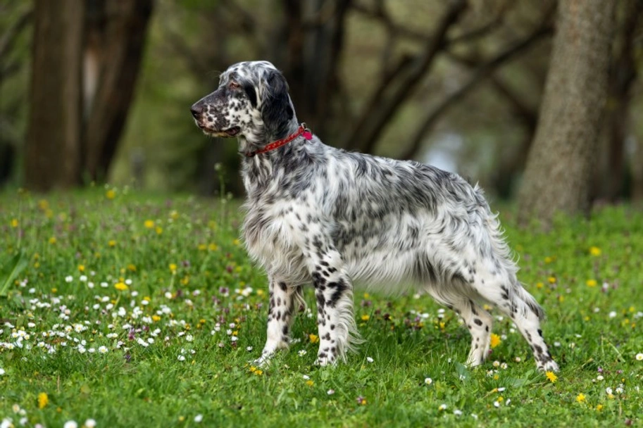 English Setter Dogs Breed - Information, Temperament, Size & Price | Lancaster Puppies