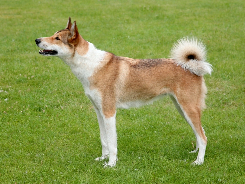 Laika de Siberia Occidental Dogs Raza - Características, Fotos & Precio | MundoAnimalia