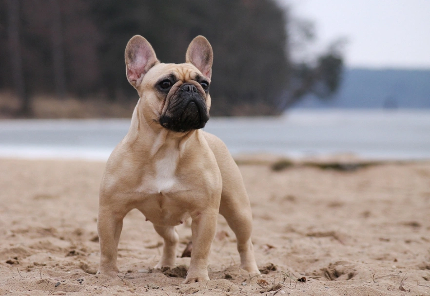 French Bulldog Dogs Breed - Information, Temperament, Size & Price | Lancaster Puppies