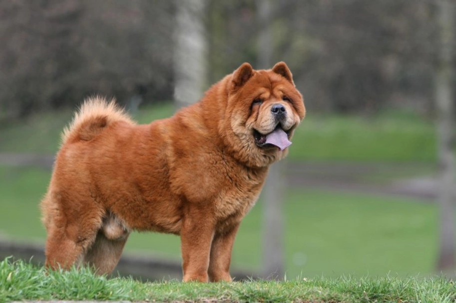 Chow Chow Dogs Breed - Information, Temperament, Size & Price | Lancaster Puppies