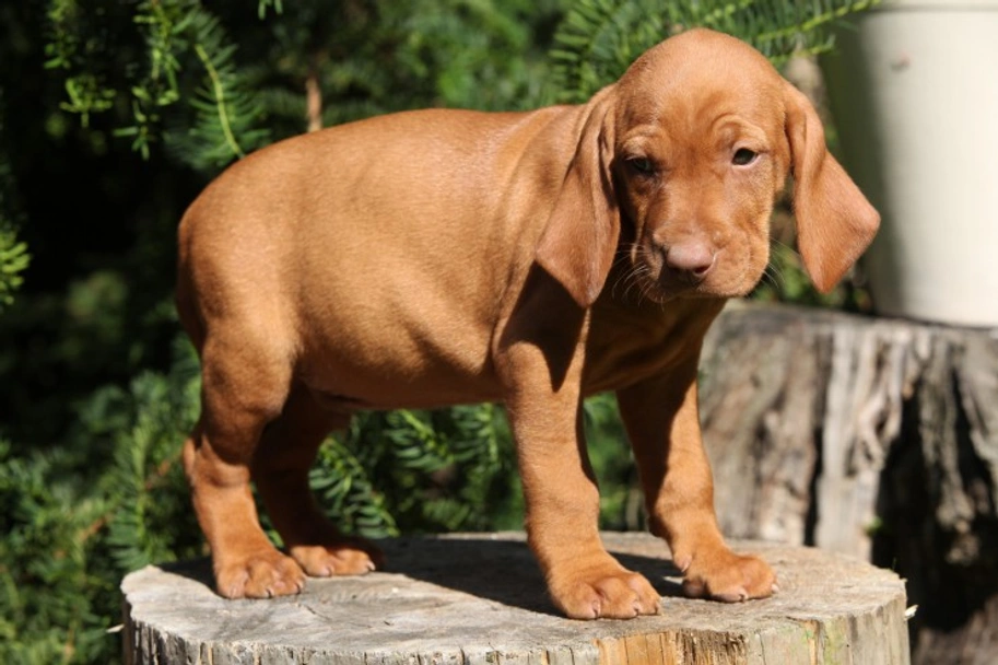 Hungarian Vizsla Dogs Breed - Information, Temperament, Size & Price | Pets4Homes