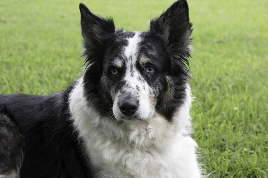 Welsh Collie Dogs Ras: Karakter, Levensduur & Prijs | Puppyplaats