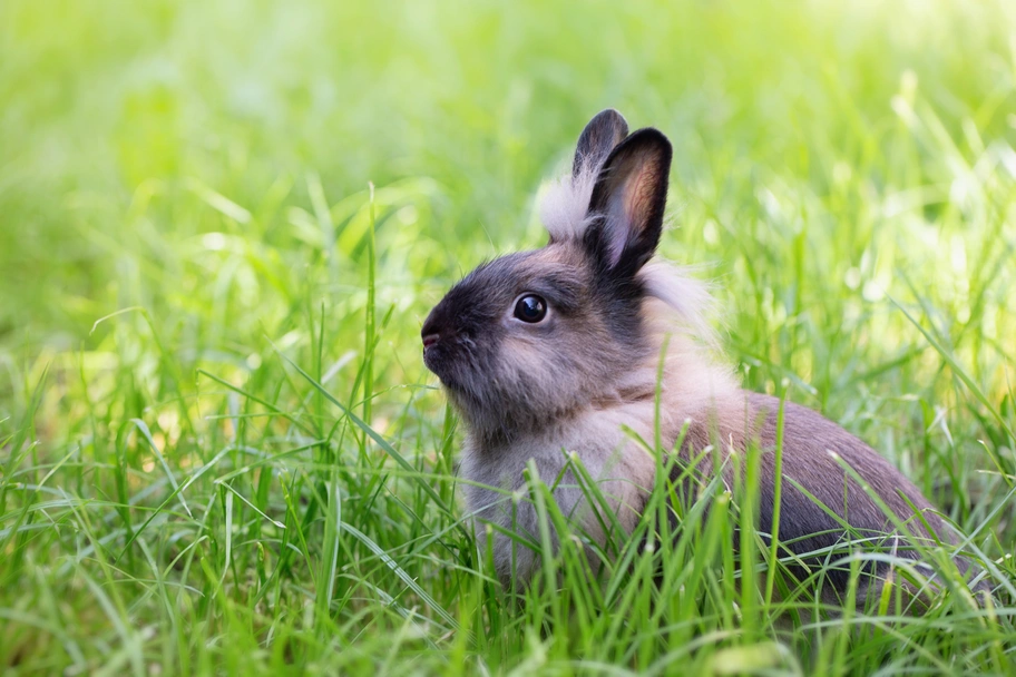 Lionhead Rabbits Breed - Information, Temperament, Size & Price | Pets4Homes