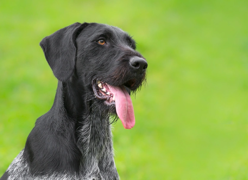 German Wirehaired Pointer Dogs Breed - Information, Temperament, Size & Price | Lancaster Puppies